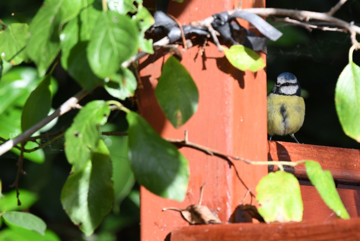 Eurasian Blue Tit - ML488338301