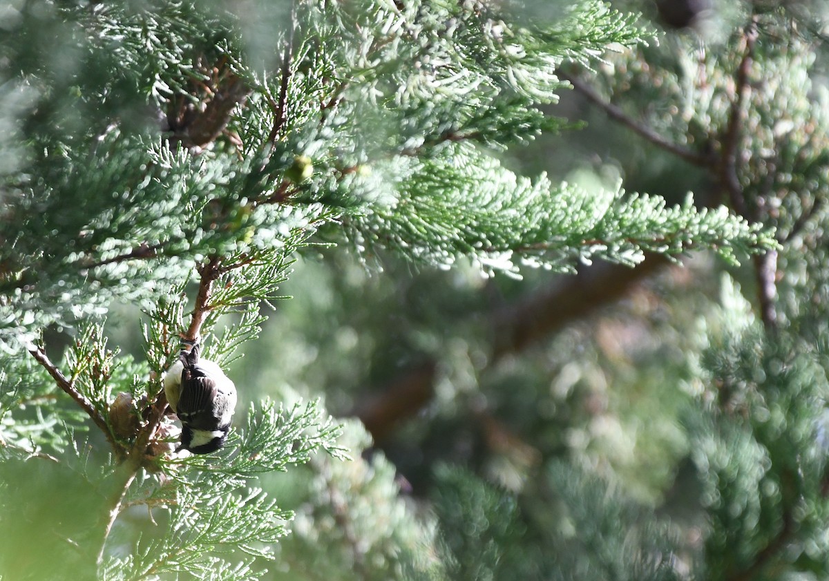 Coal Tit - ML488338311