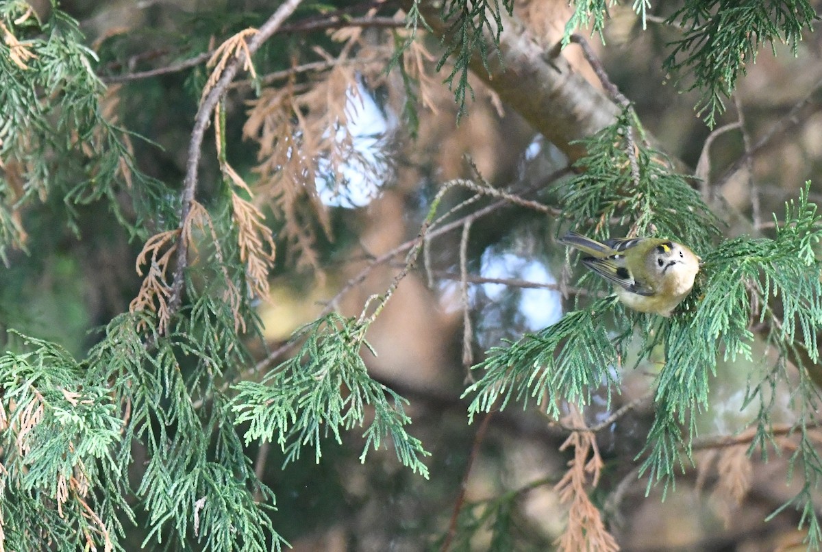 Goldcrest - ML488338331