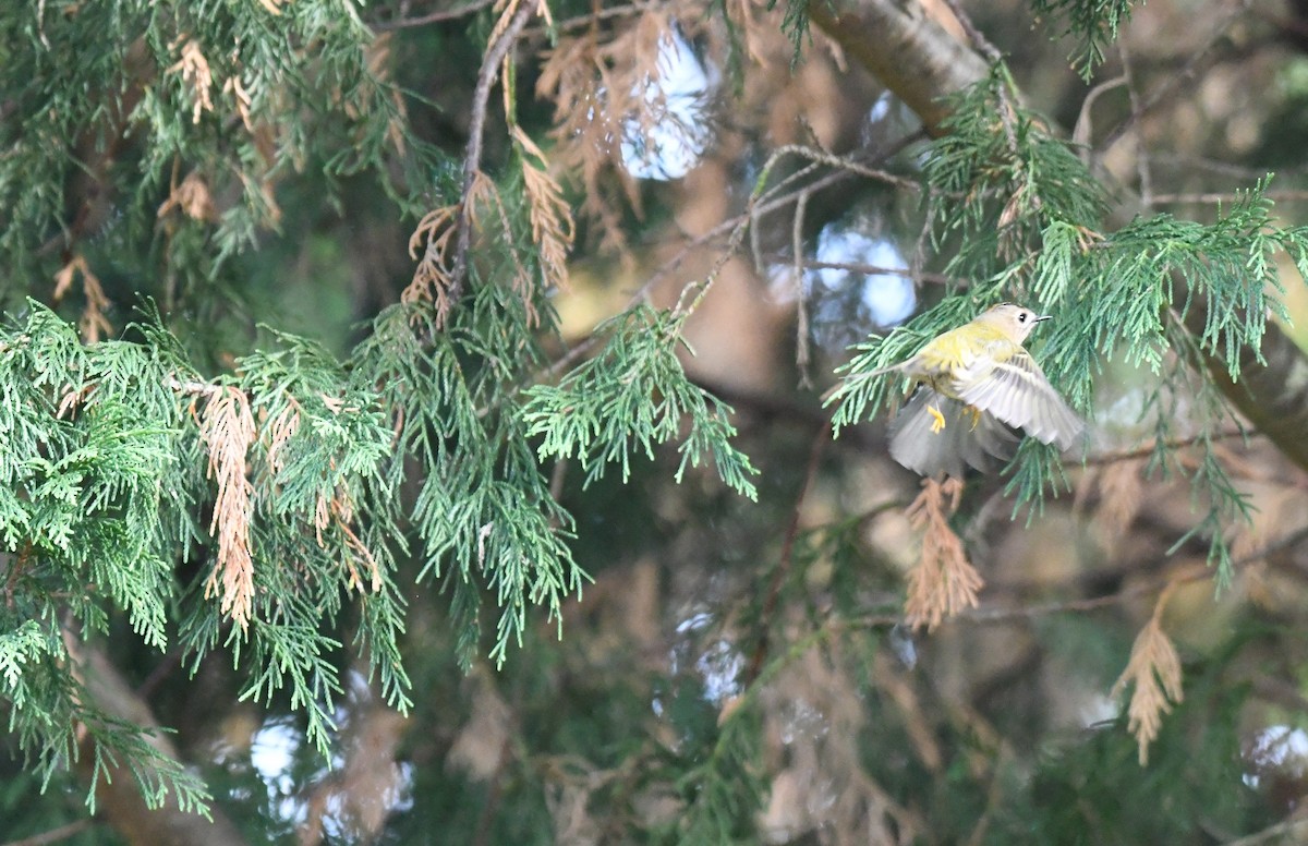 Goldcrest - ML488338341