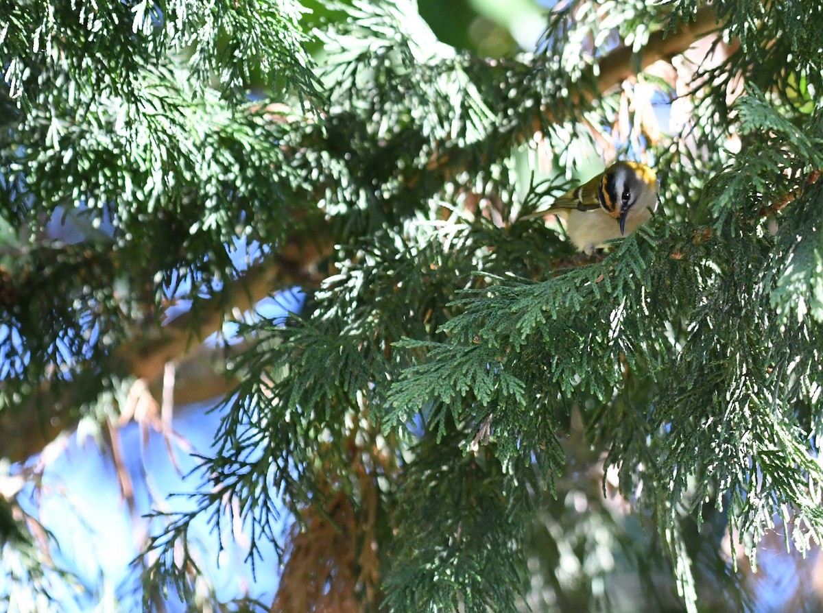 Common Firecrest - ML488338371