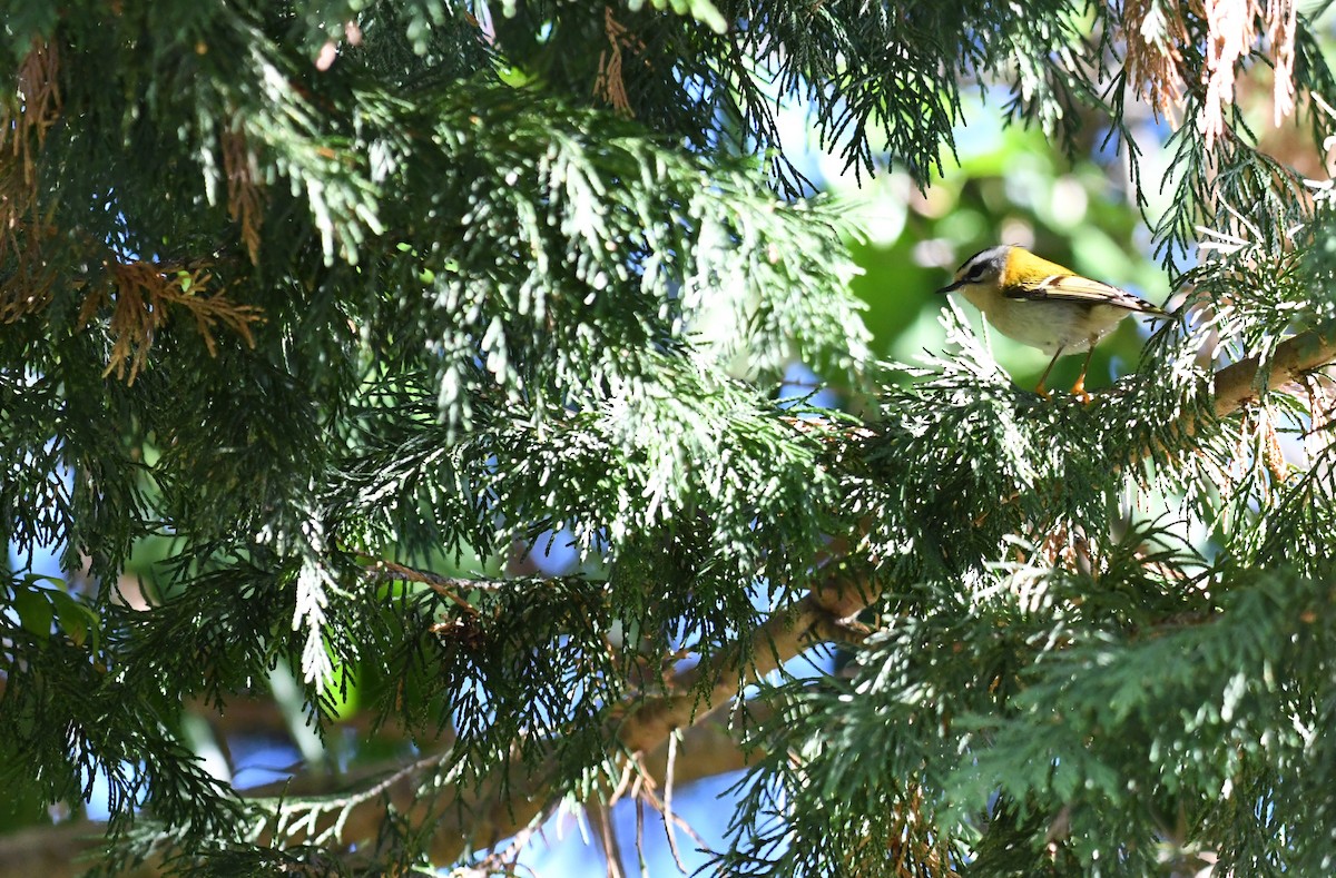 Common Firecrest - ML488338381