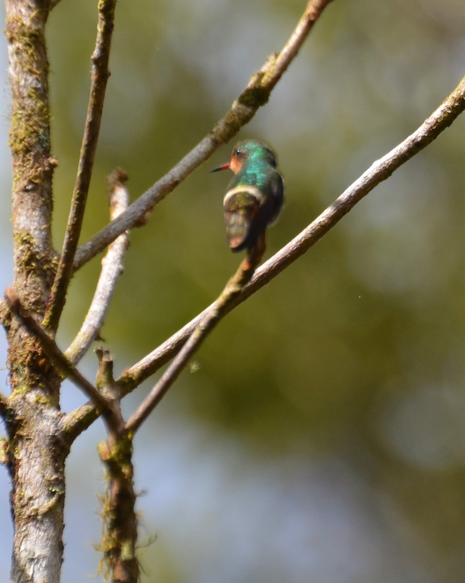 Frilled Coquette - Barbara Stern