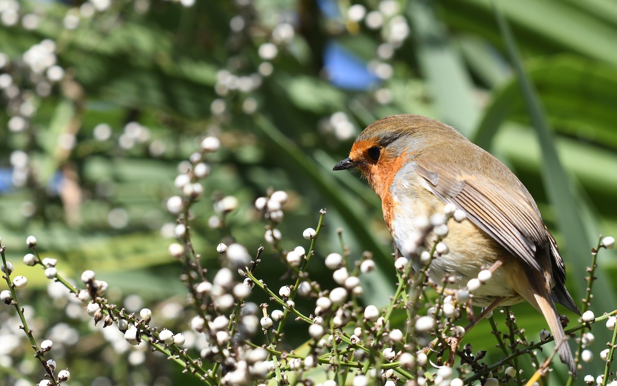 European Robin - ML488338431