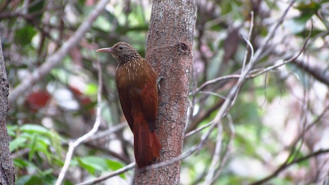 Striped Woodcreeper - ML488339