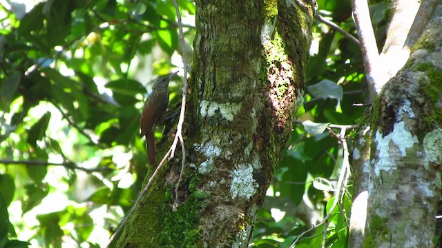 Striped Woodcreeper - ML488340