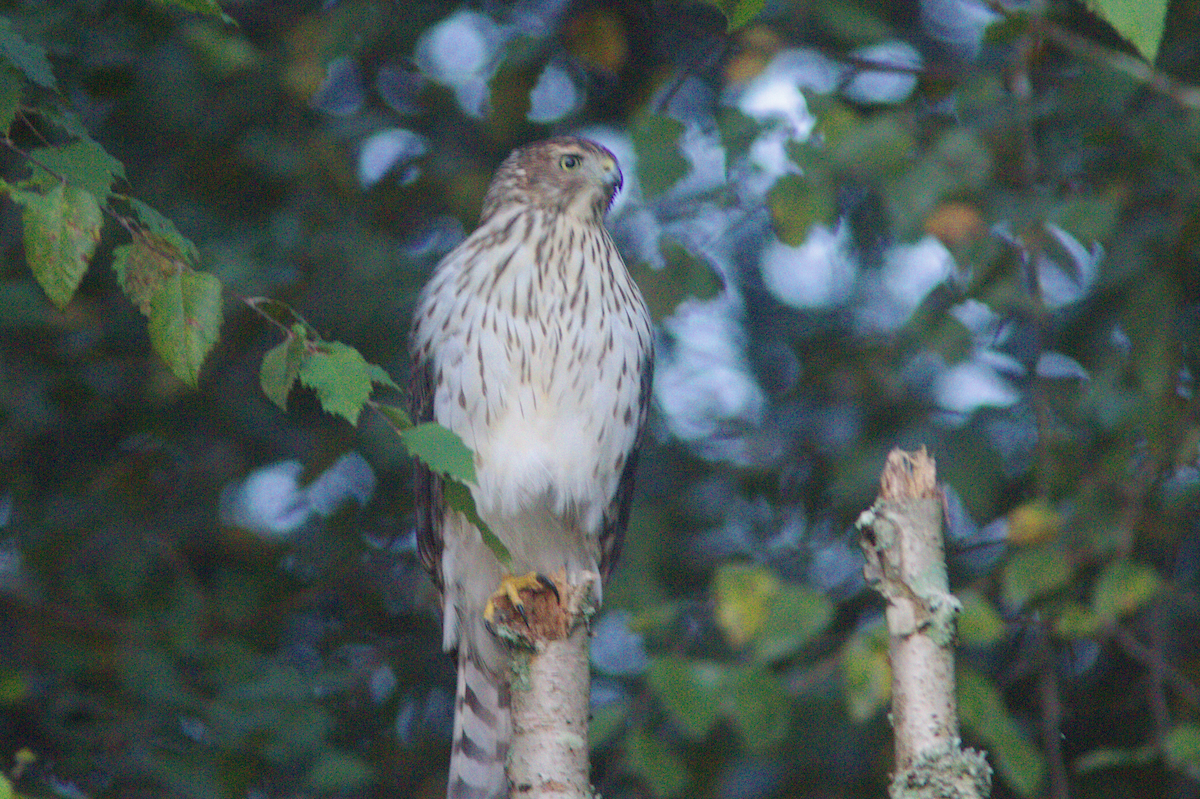 Cooper's Hawk - ML488340381