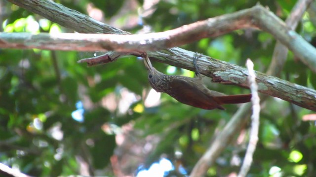 Striped Woodcreeper - ML488341