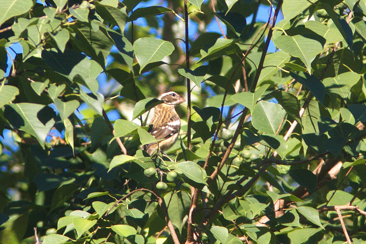 Rose-breasted Grosbeak - ML488341661