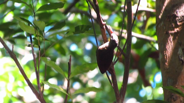 Striped Woodcreeper - ML488342