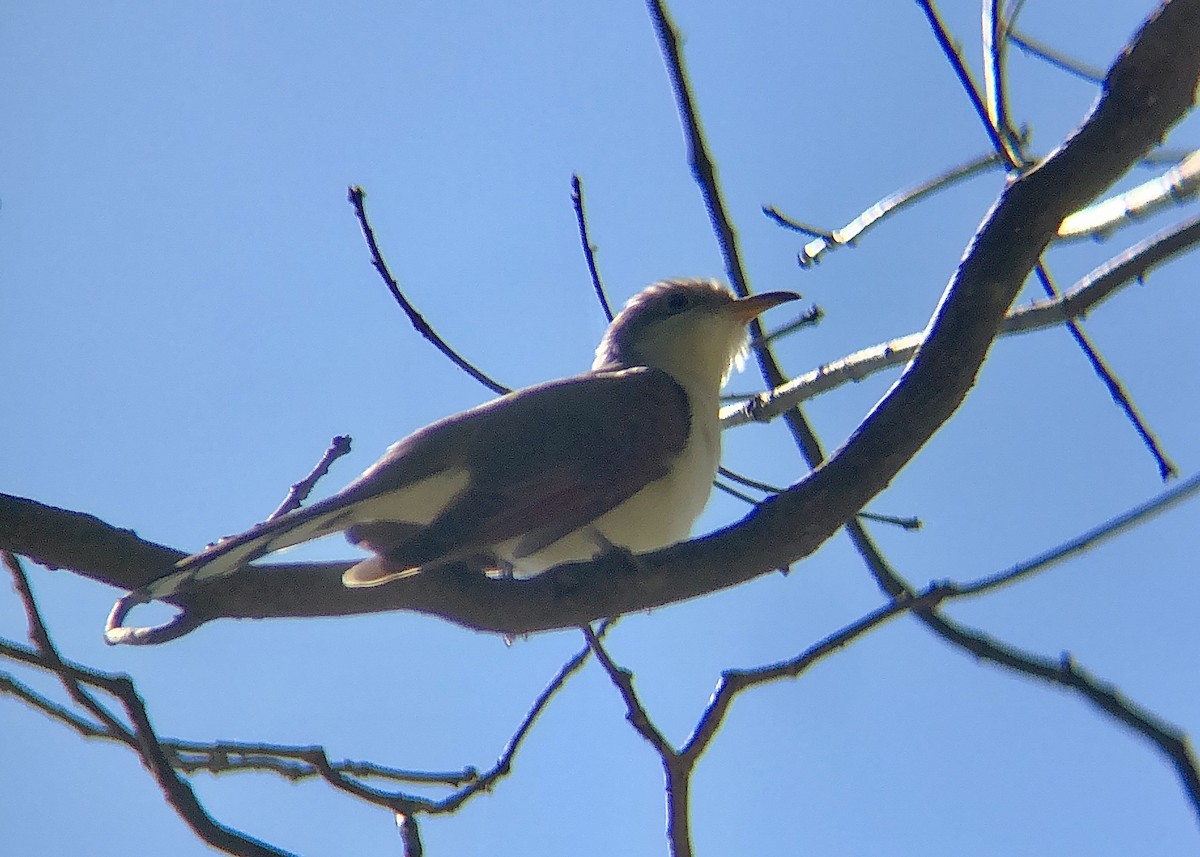 Yellow-billed Cuckoo - ML488342031