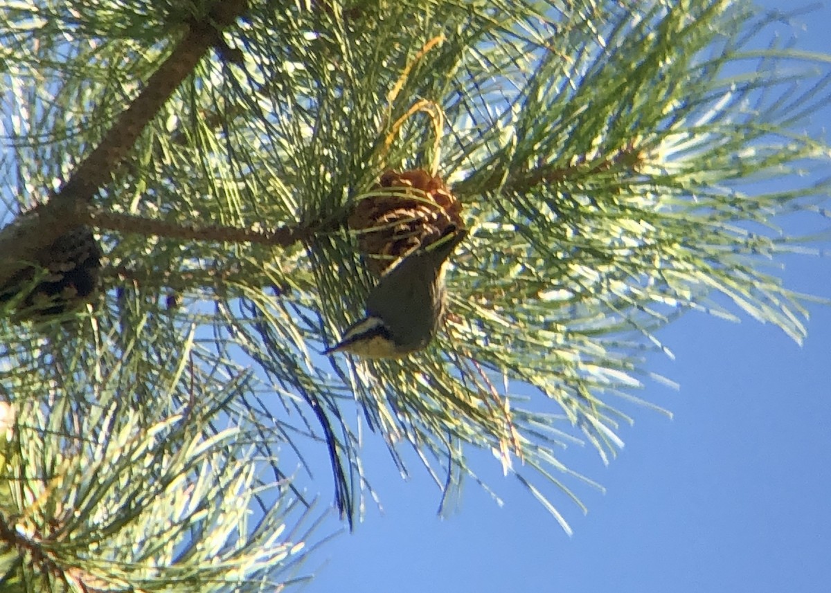 Red-breasted Nuthatch - Jack Wilcox