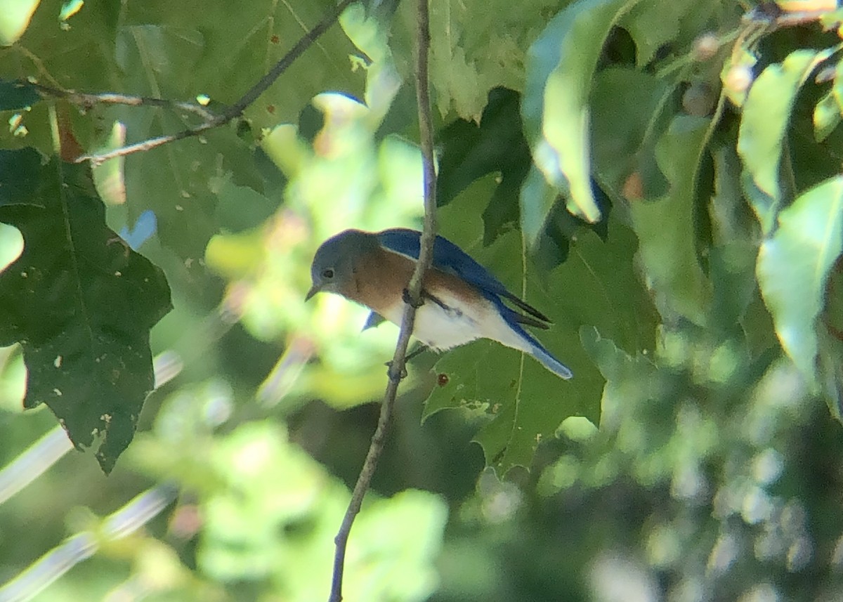 Eastern Bluebird - ML488342091