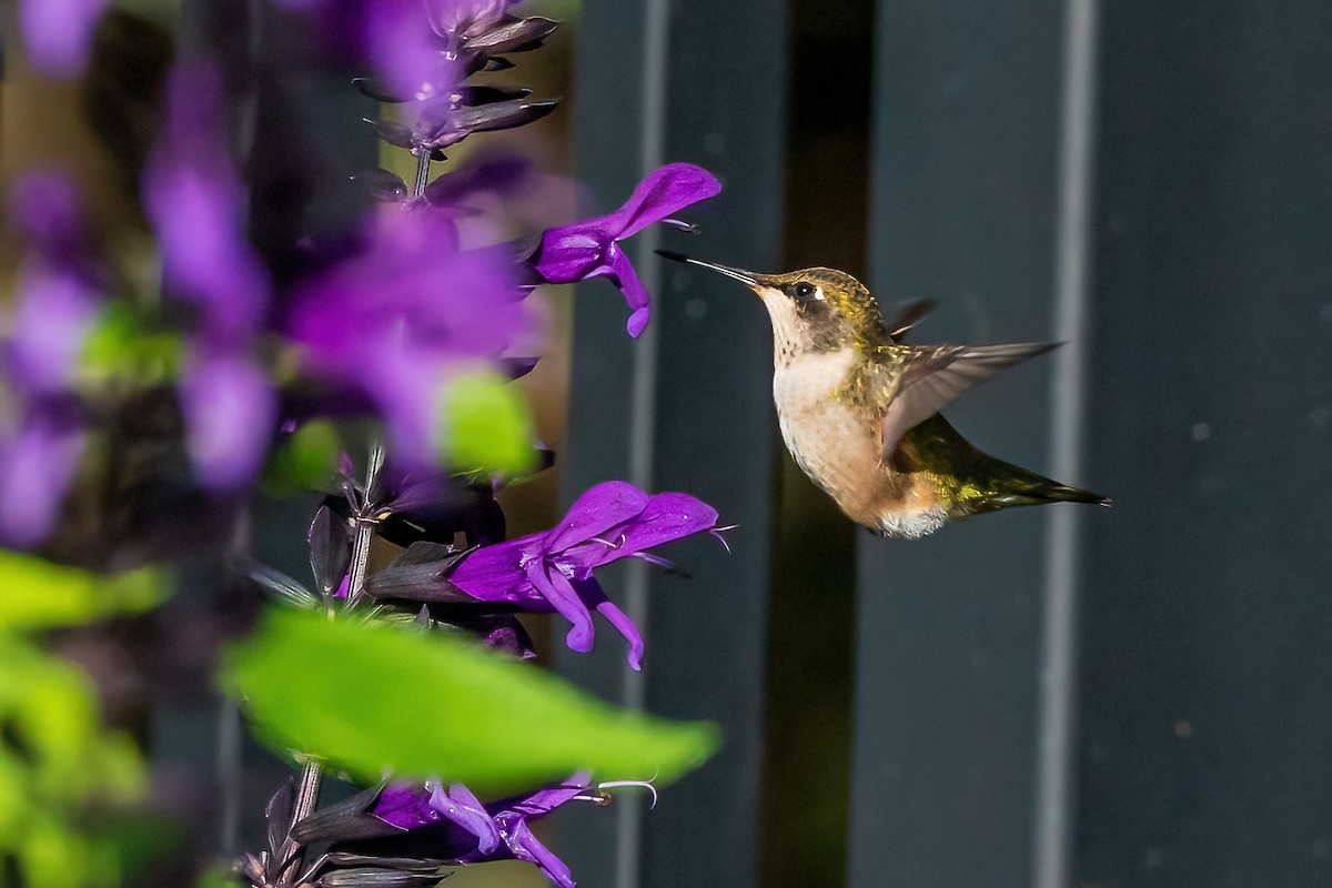 Ruby-throated Hummingbird - Renee Lucier