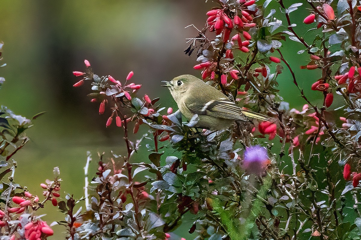 Ruby-crowned Kinglet - Renee Lucier