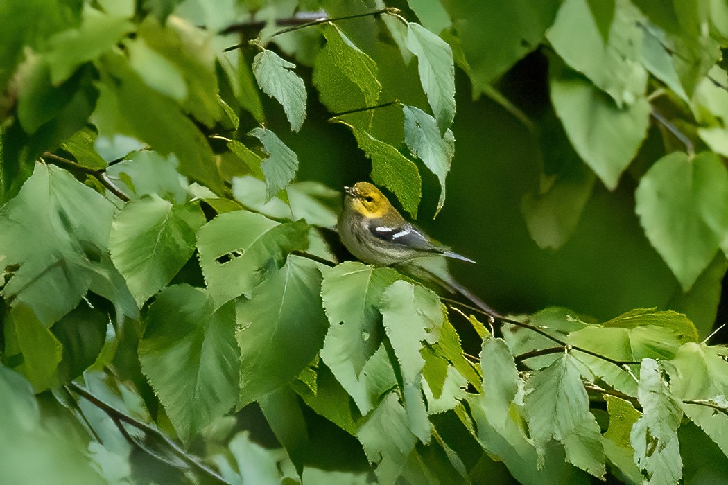 Black-throated Green Warbler - Renee Lucier