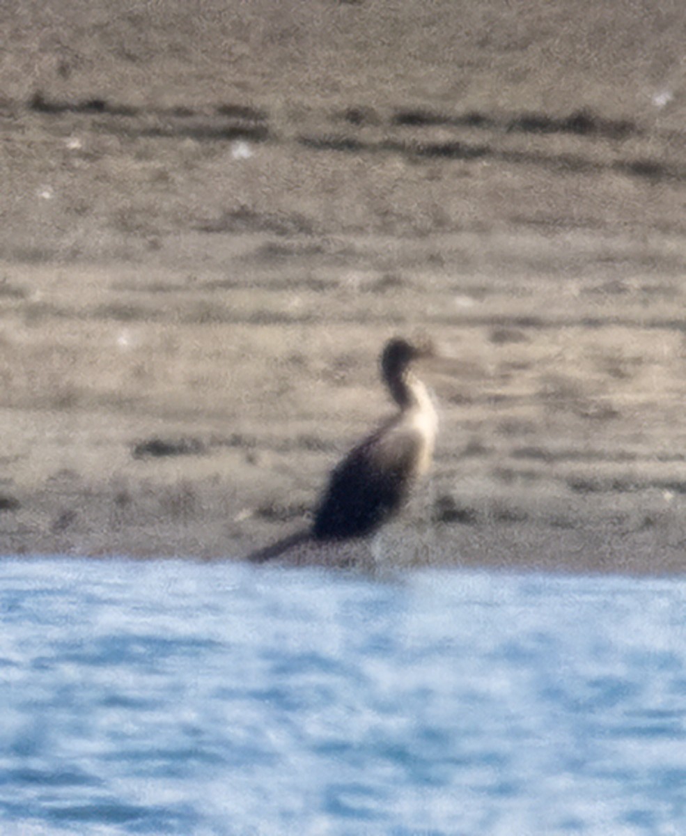 Double-crested Cormorant - ML488342691