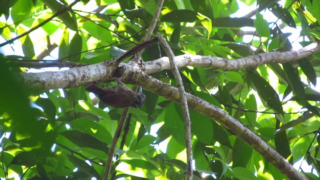 Striped Woodcreeper - ML488343