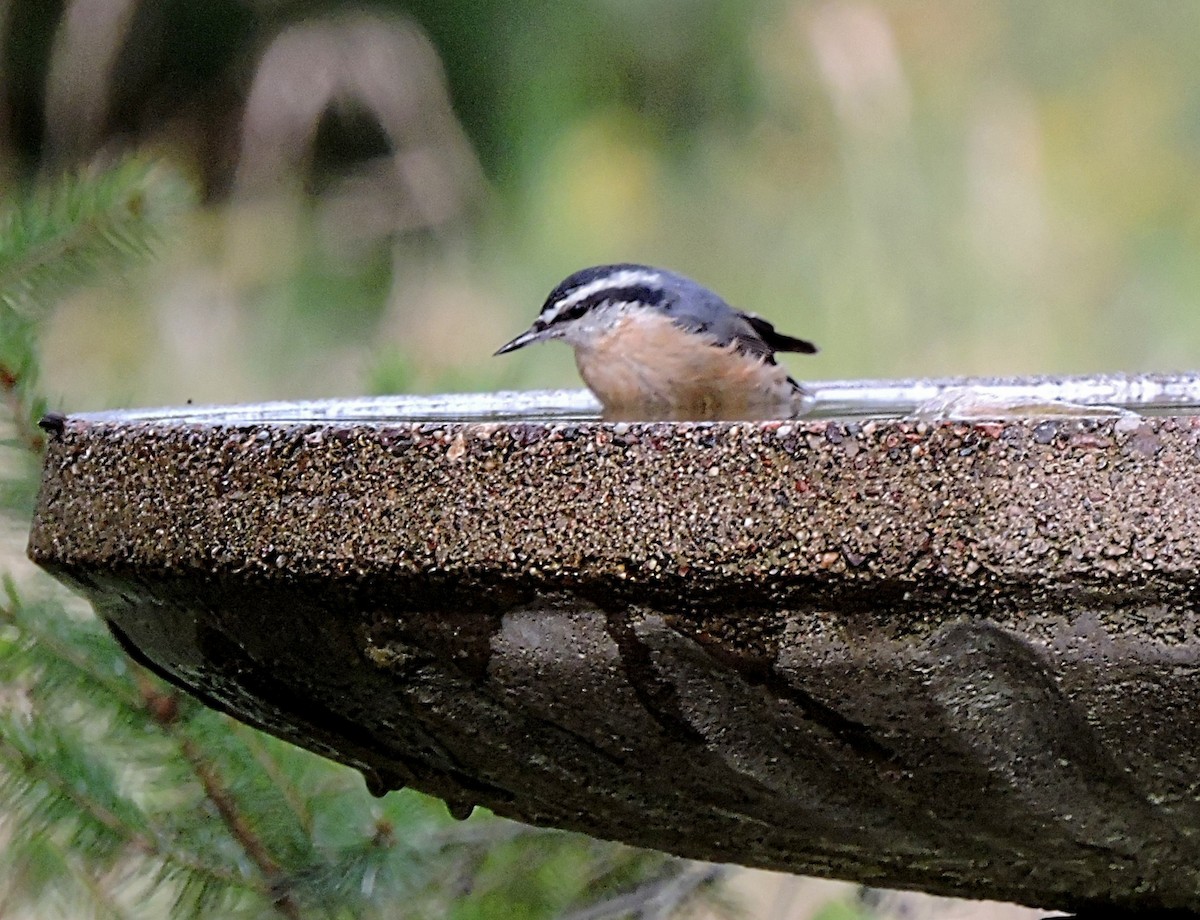 Red-breasted Nuthatch - ML488343491