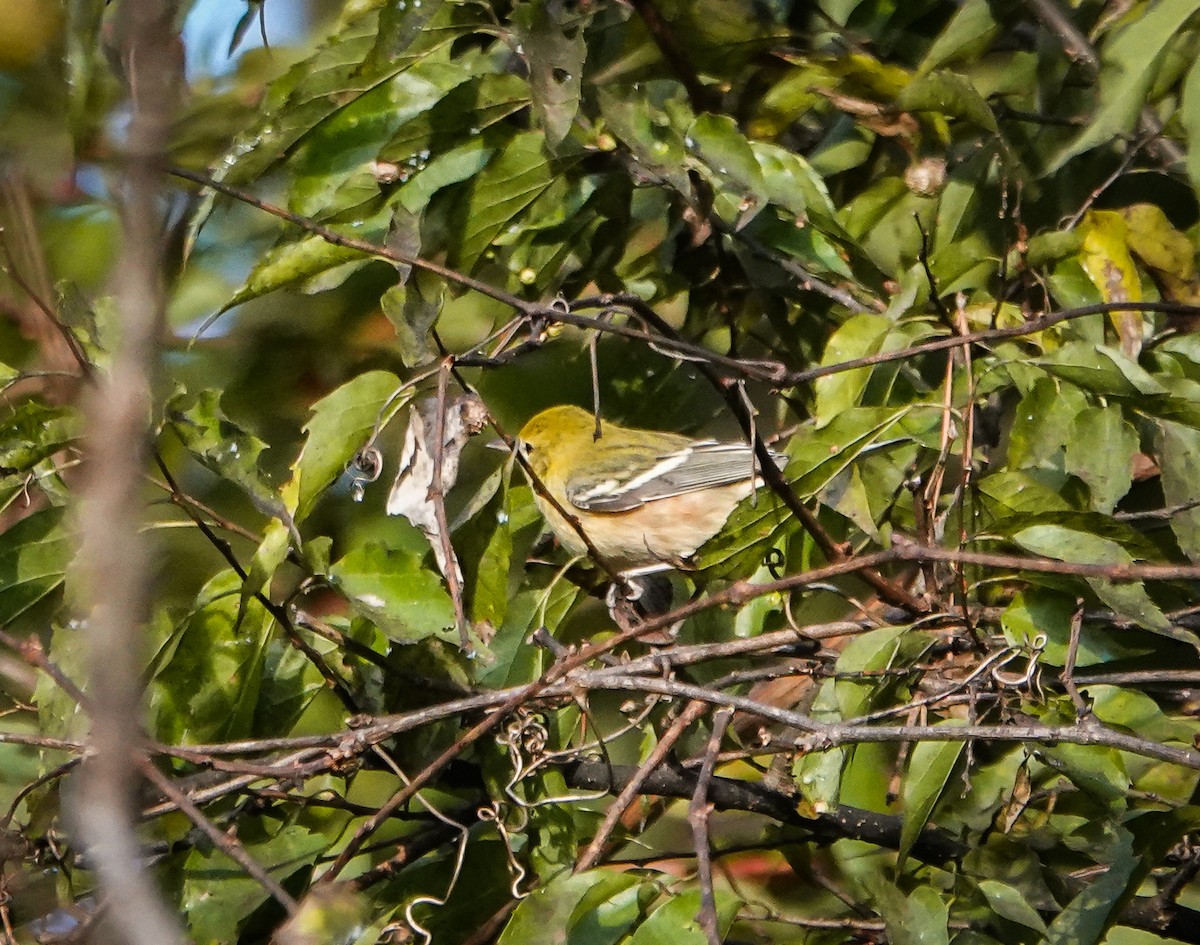 Bay-breasted Warbler - Dave Hart