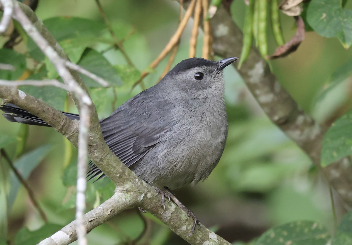 Gray Catbird - Ryan Justice