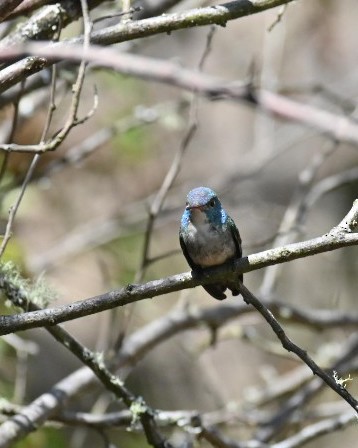 Шувуу - ML488344761