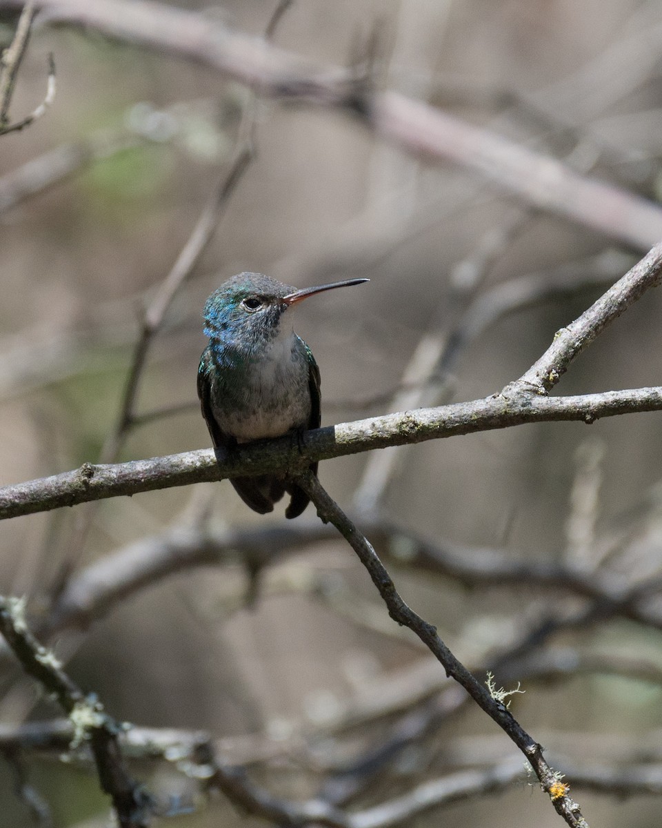 bird sp. - ML488344771