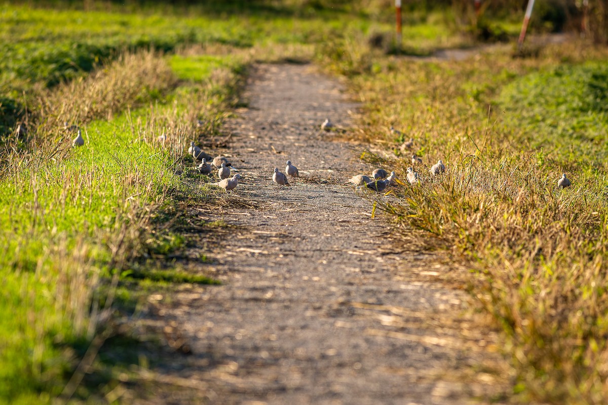 Eurasian Collared-Dove - Gabi Uhrova