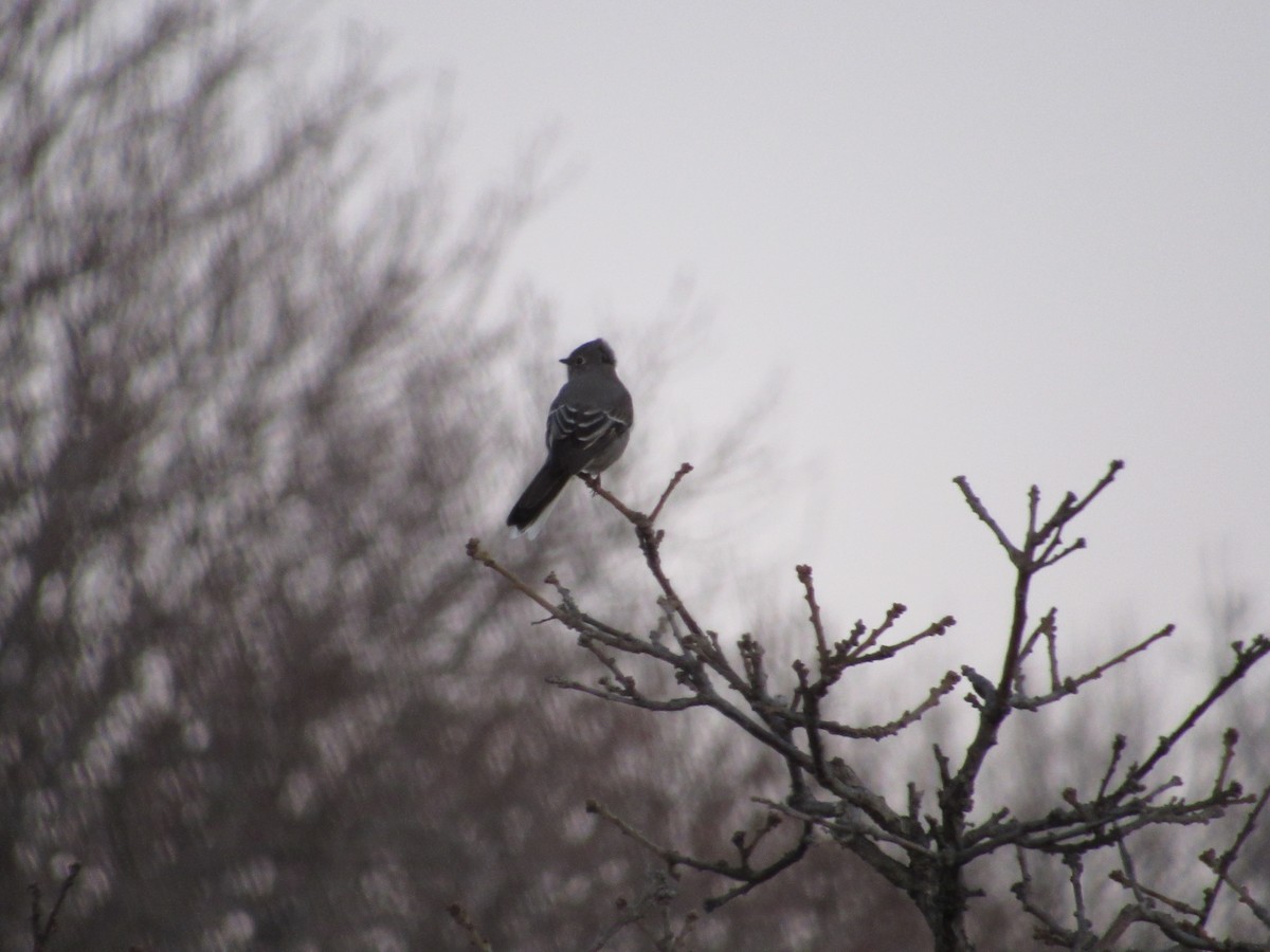 Townsend's Solitaire - ML48834511