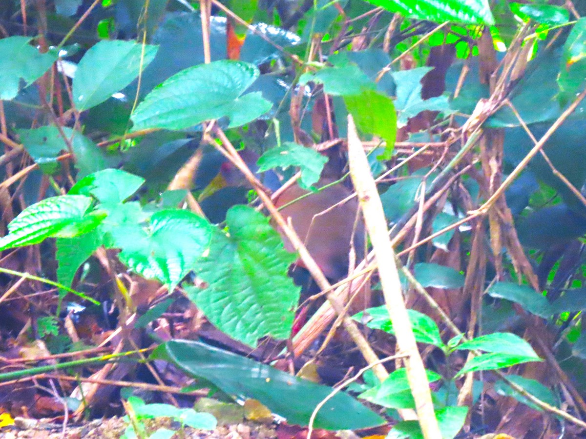 Gray-cowled Wood-Rail - Manuel Pérez R.