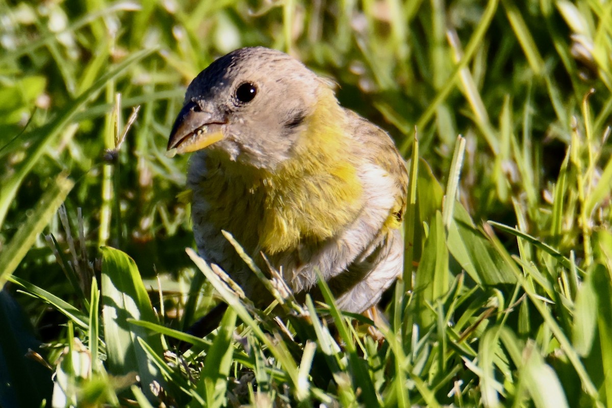 Saffron Finch - ML488347941