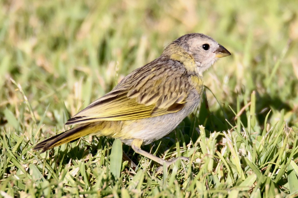 Saffron Finch - ML488347961