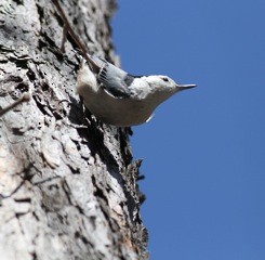 White-breasted Nuthatch - ML48835081