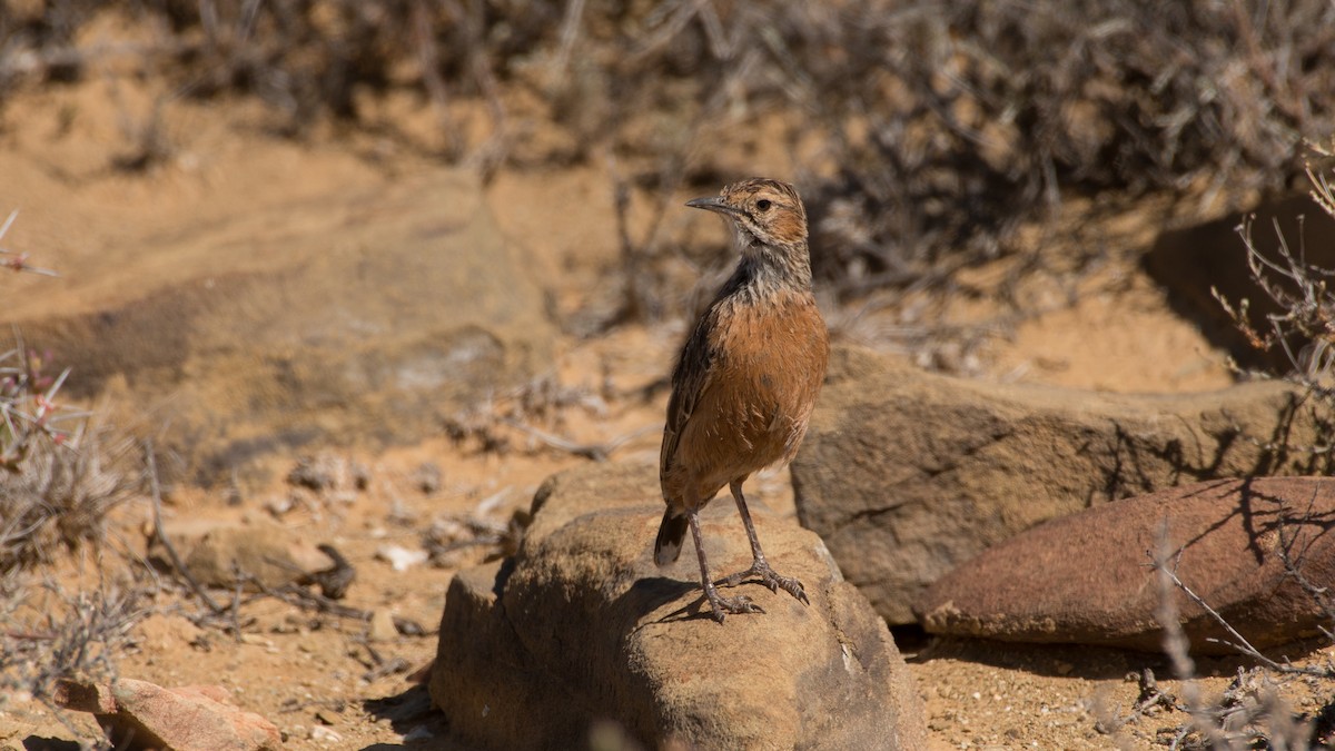 Alondra Espolada (grupo albofasciata) - ML488351291