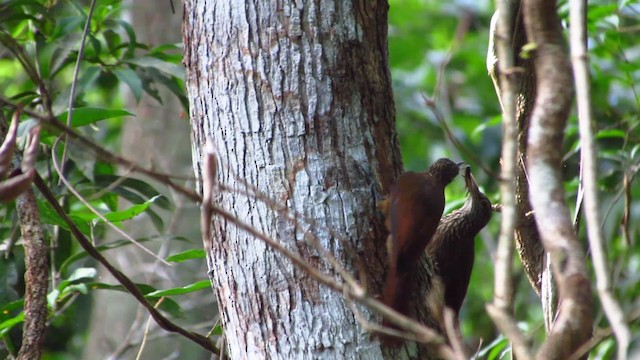 Zimmer's Woodcreeper - ML488352