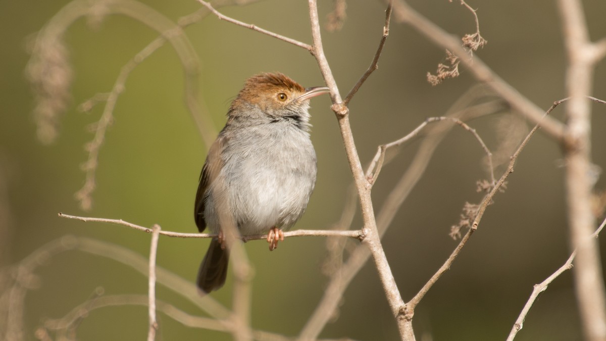 Piping Cisticola - ML488352071