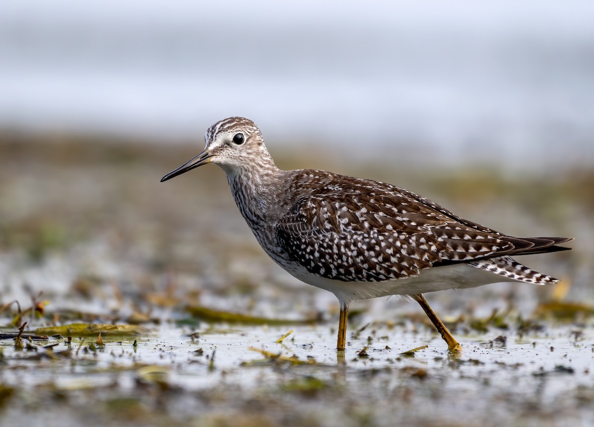 Lesser Yellowlegs - ML488352231