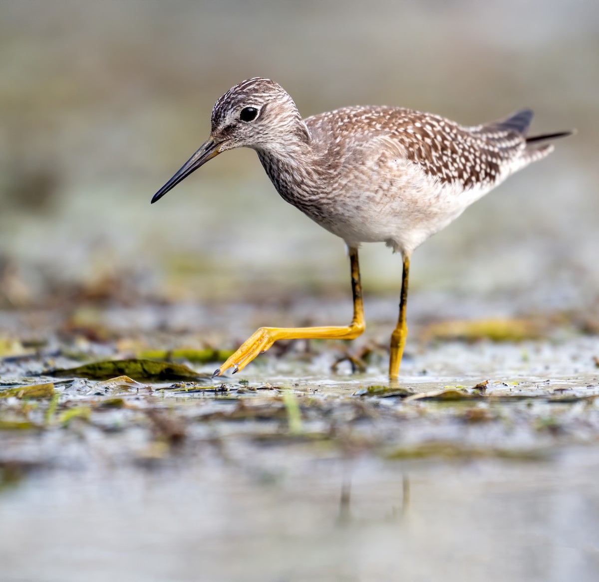 Lesser Yellowlegs - ML488352241