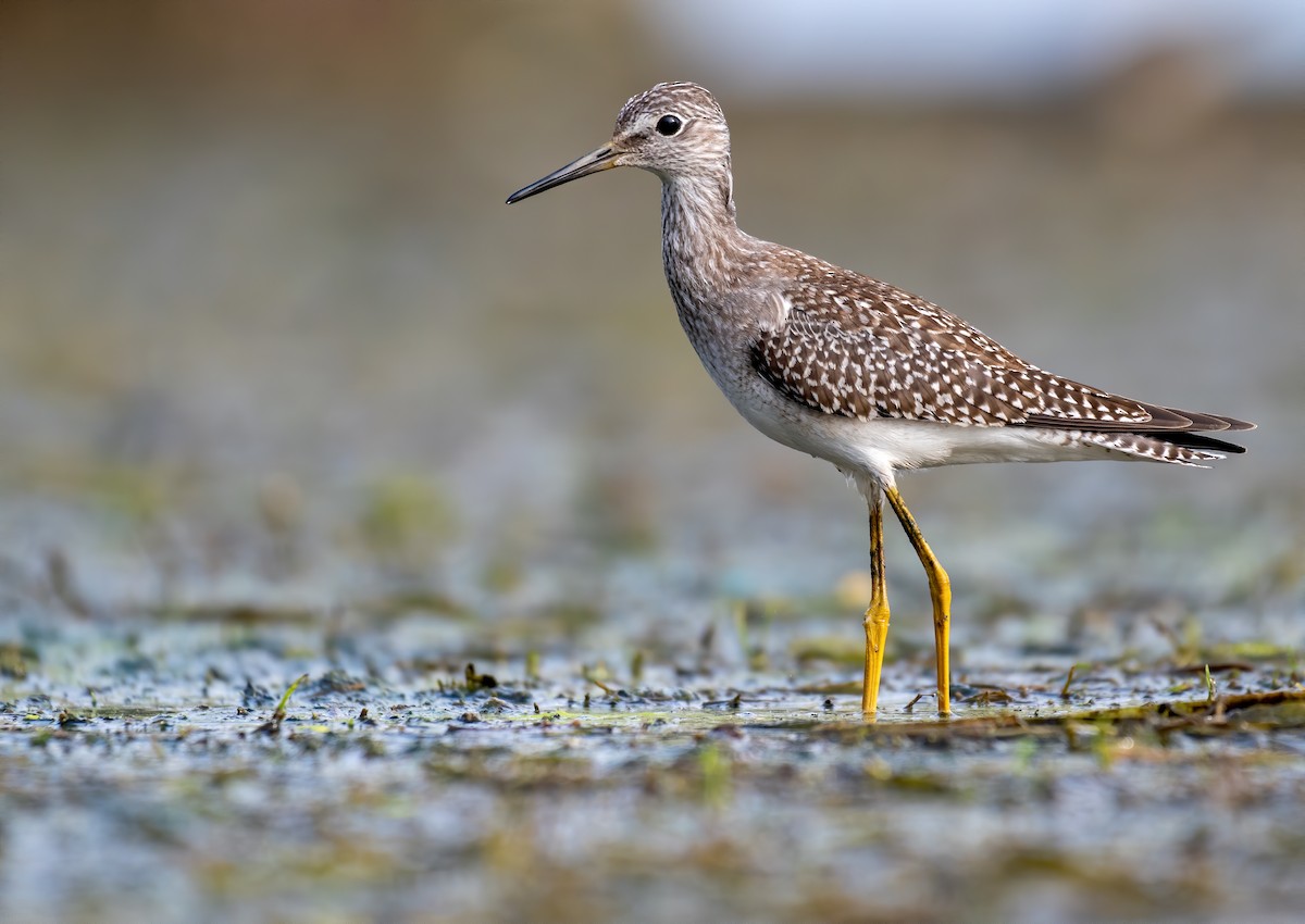 Lesser Yellowlegs - ML488352251