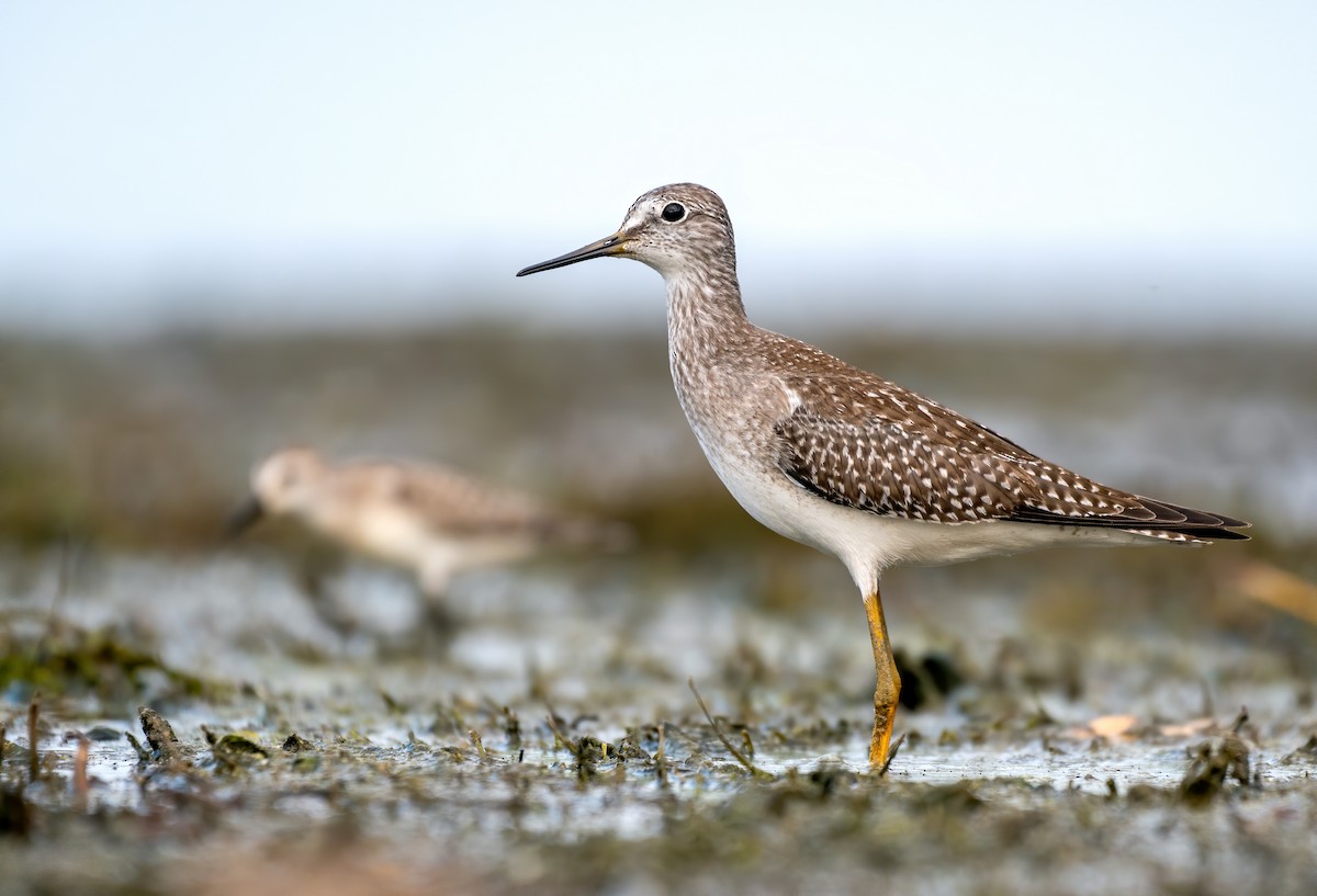 Lesser Yellowlegs - ML488352261