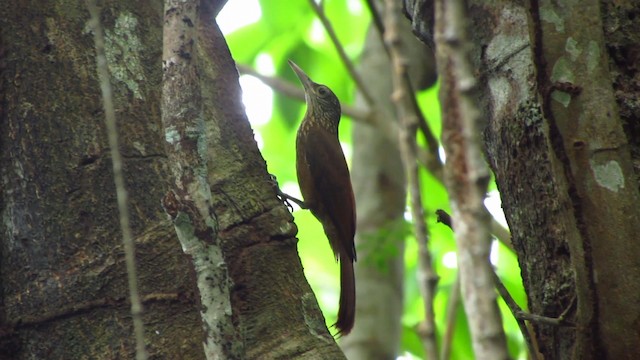 Zimmer's Woodcreeper - ML488353