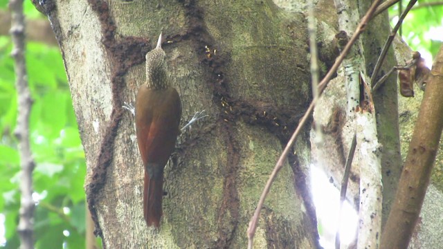 Zimmer's Woodcreeper - ML488354