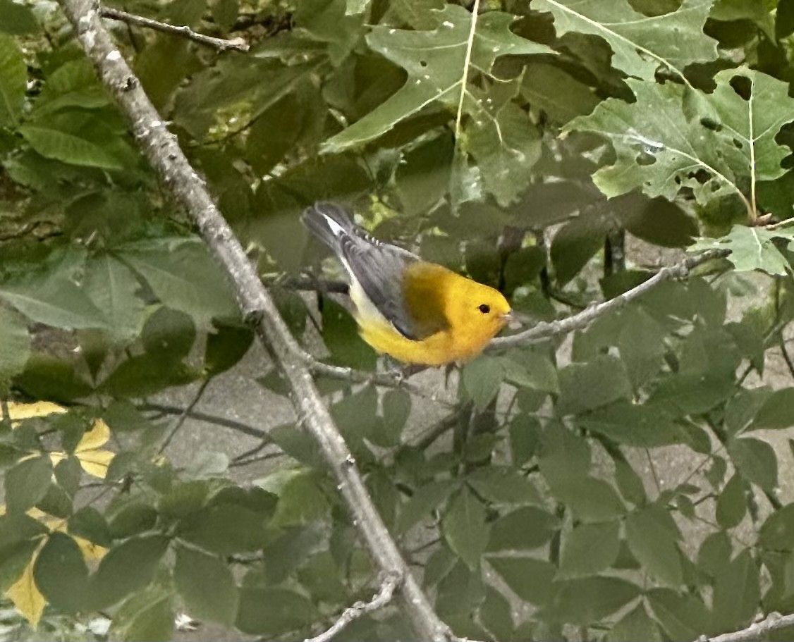 Prothonotary Warbler - ML488354711