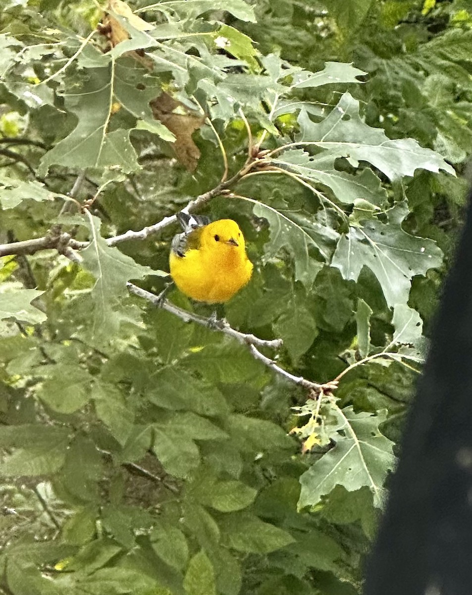 Prothonotary Warbler - ML488354721