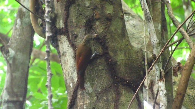 Zimmer's Woodcreeper - ML488355