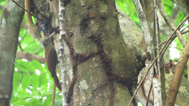 Zimmer's Woodcreeper - ML488356