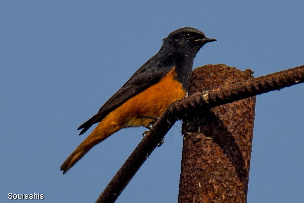 Black Redstart - ML488356071