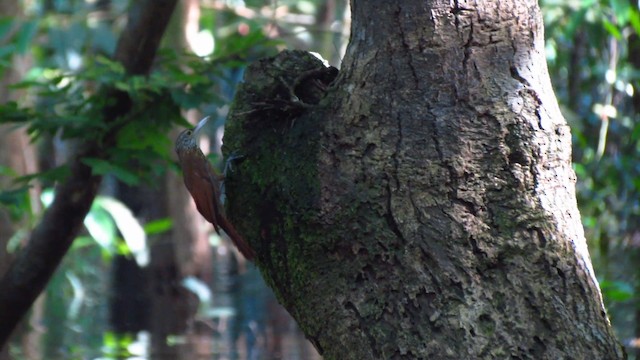 Zimmer's Woodcreeper - ML488357