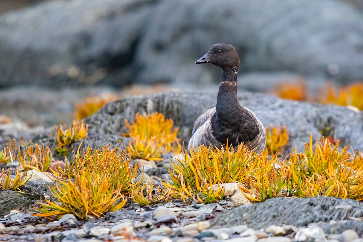 Brant - Marie-Josée D'Amour
