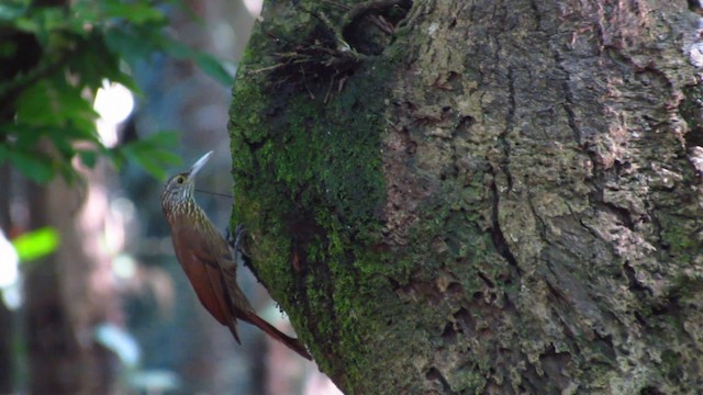 Zimmer's Woodcreeper - ML488358